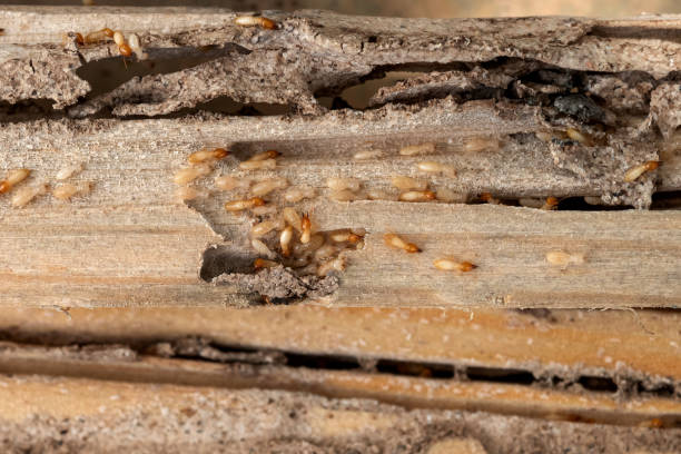 Best Mosquito Control Services  in Camden, TN